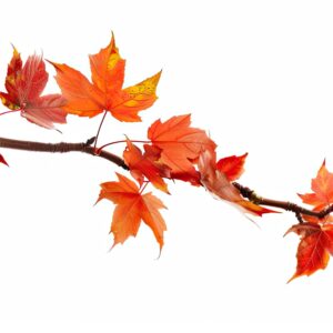 Fall Special 8"
