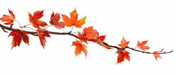 Fall Special 8"